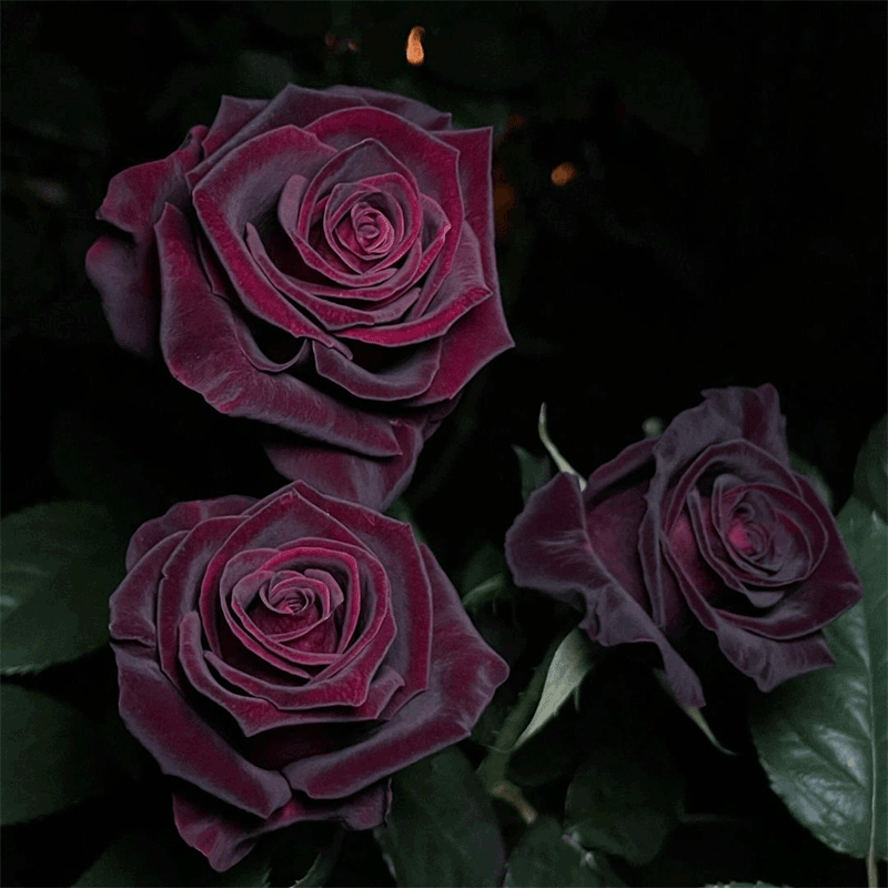 Black Buck Rose🌹-Rare-A black rose with a super velvety feel! ♥️