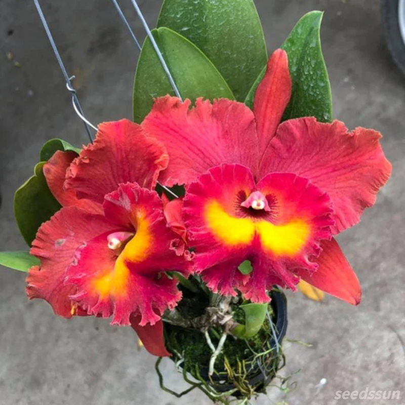 Cattleya Orchid Seeds