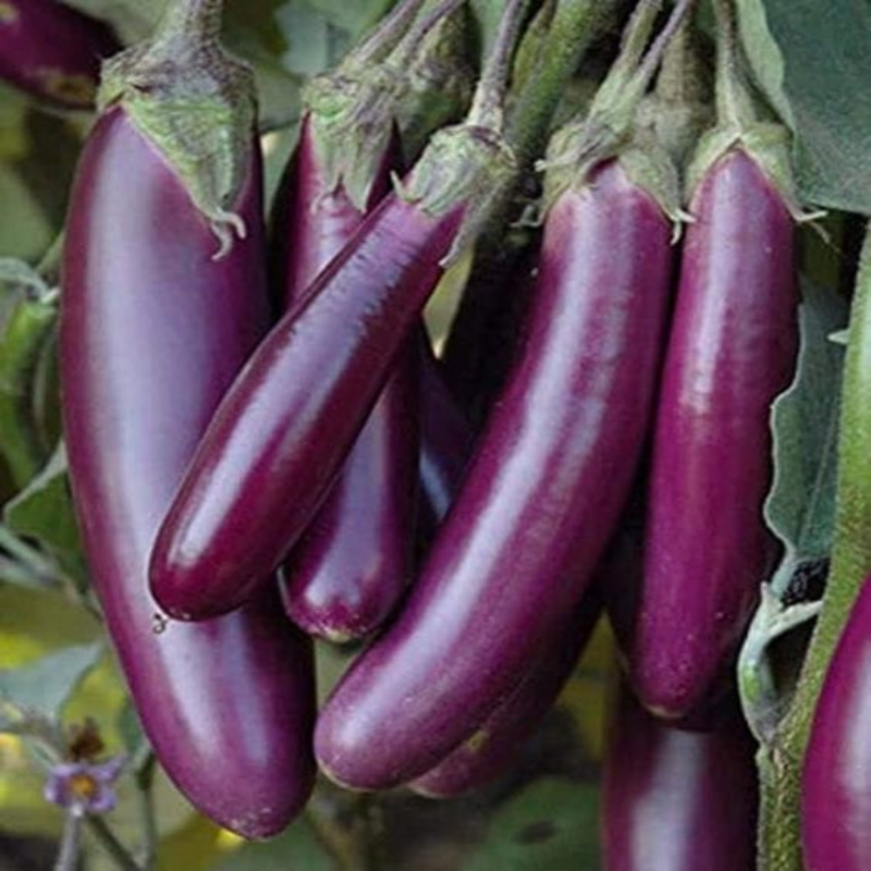 🍆«STRIPED LONG» - ORGANIC EGGPLANT SEEDS