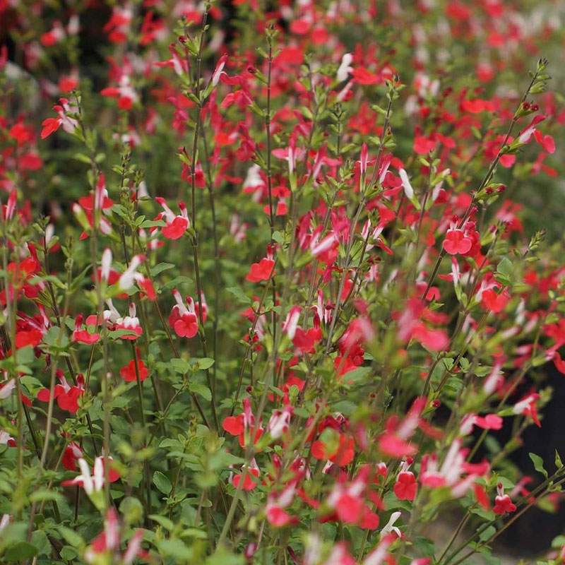 Multi-Species Sage Seeds