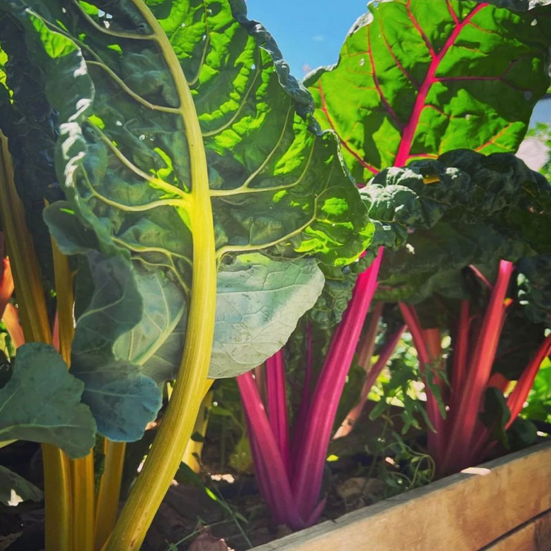 Swiss Chard Seeds - Rainbow Mixture Non-GMO Heirloom 50% OFF