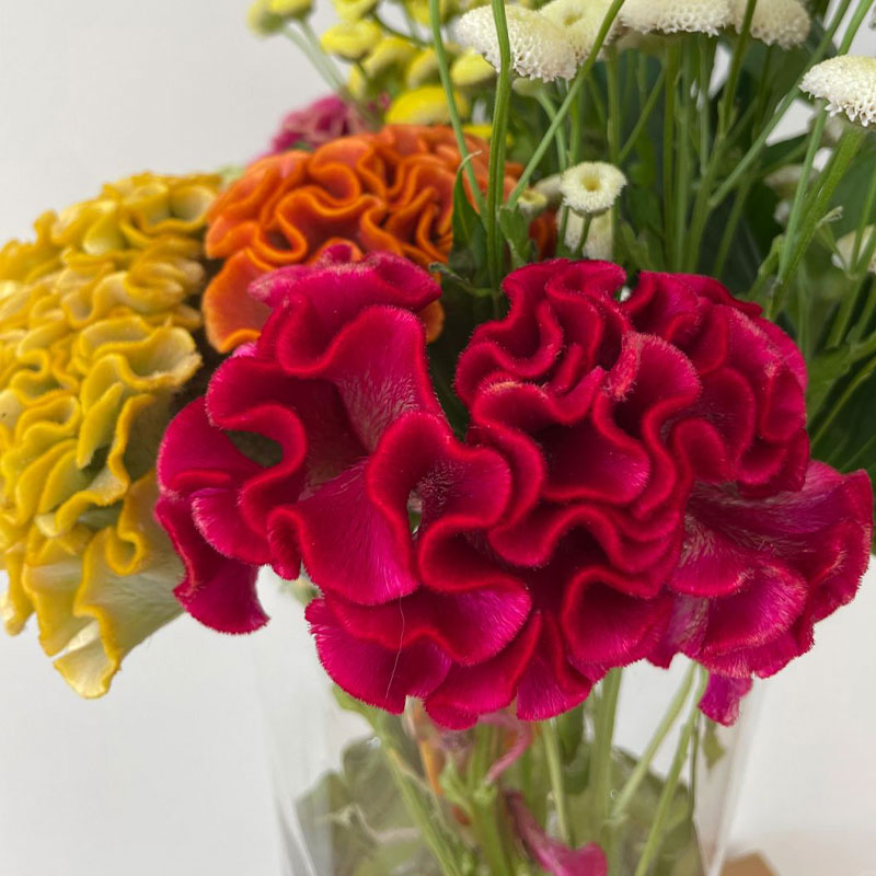 Multicolor Spherical Cockscomb Seeds