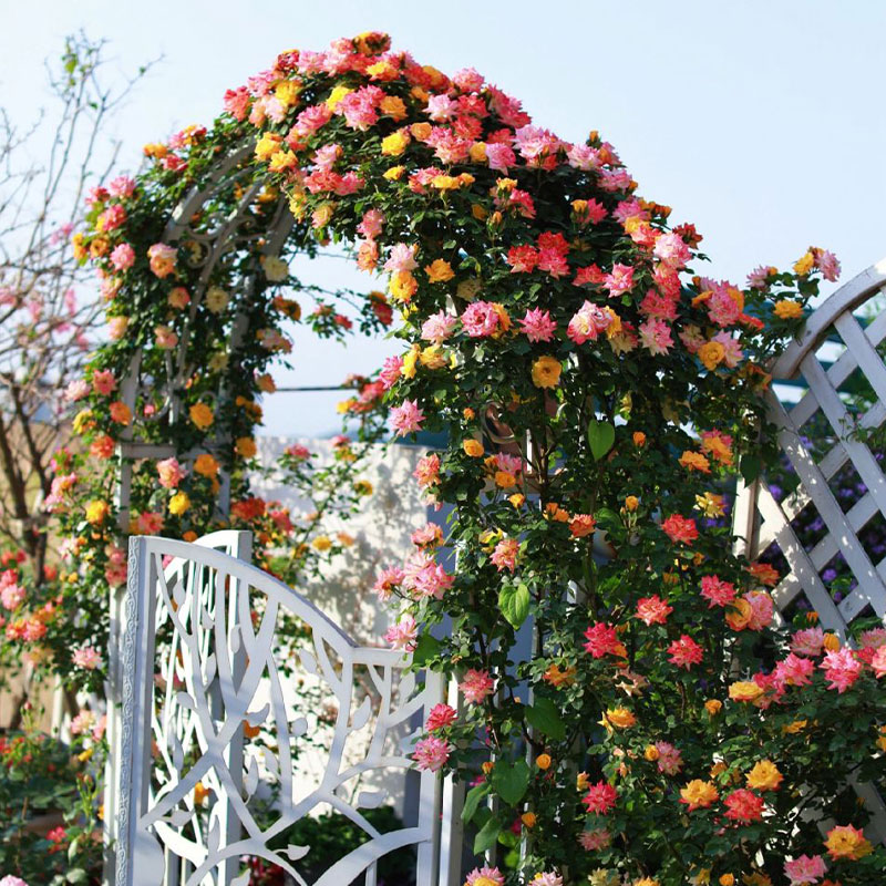 Vine Rainbow Rose Seeds