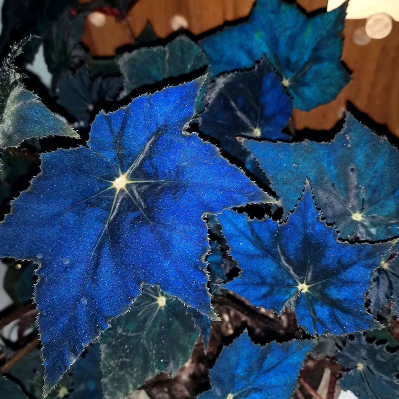 Blue Light Begonia Seeds