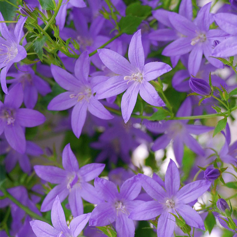 Hang Bellflower Seeds