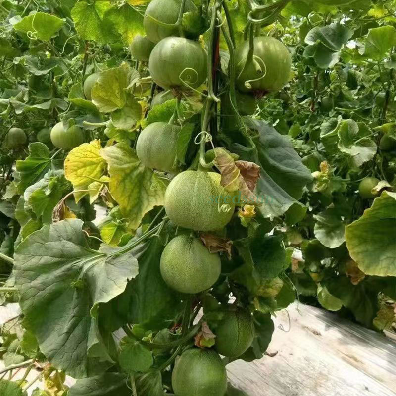 Emerald Melon Seeds