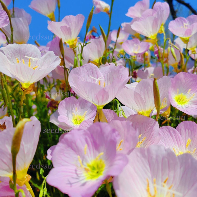 Beautiful Evening Primrose Seeds
