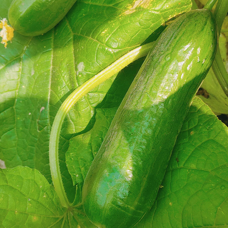 Prickly Fruit Gherkin Seeds