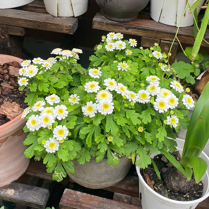 Piania Breviglossum Seeds
