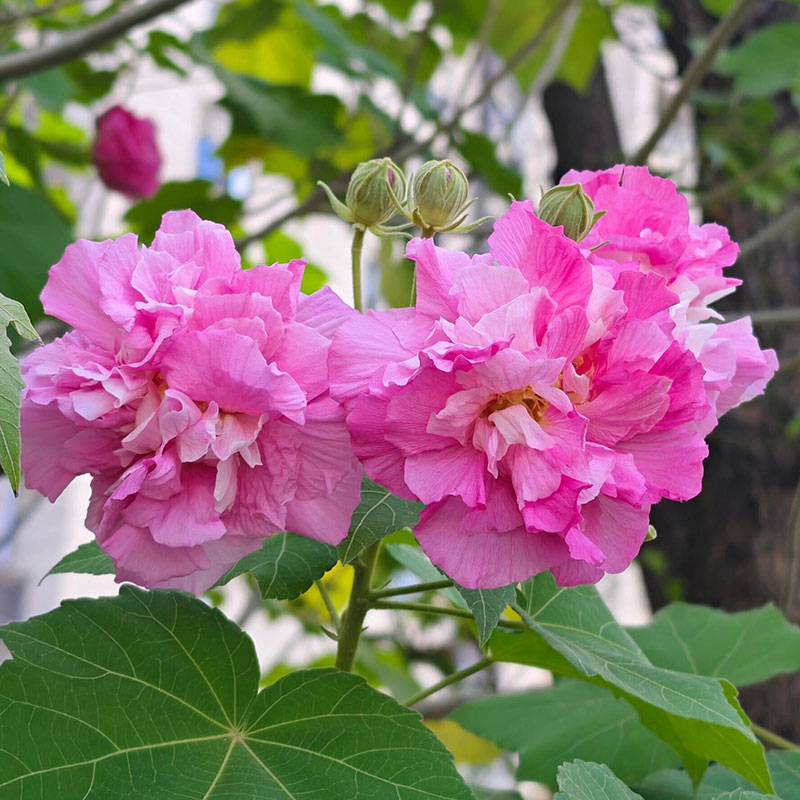 Double Hibiscus Flower Seeds