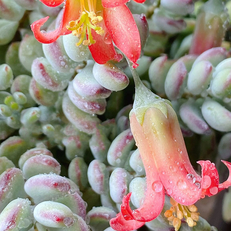 Cotyledon pendens seeds