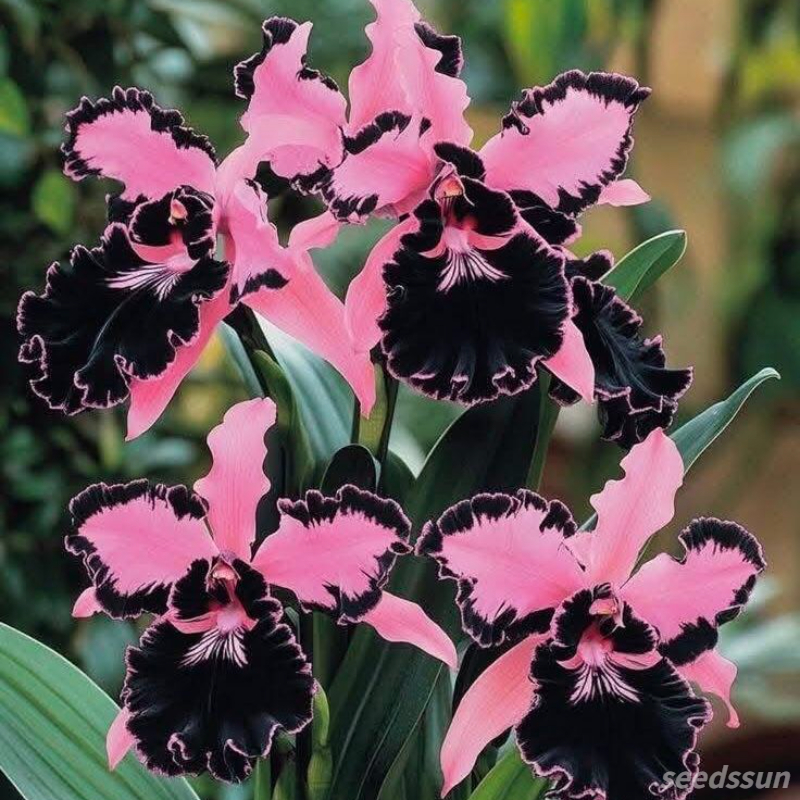 Cattleya Orchid Seeds