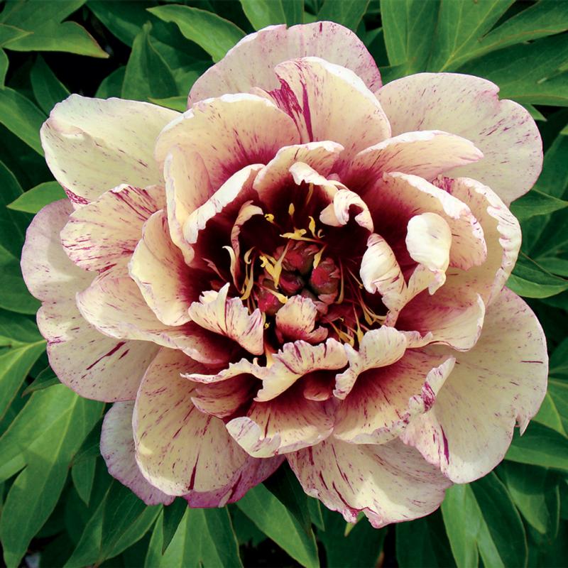 🌼Rare Peony Seeds