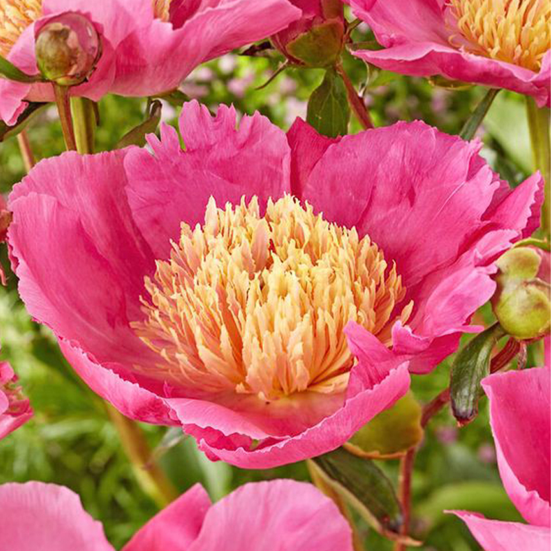 🌼Rare Peony Seeds