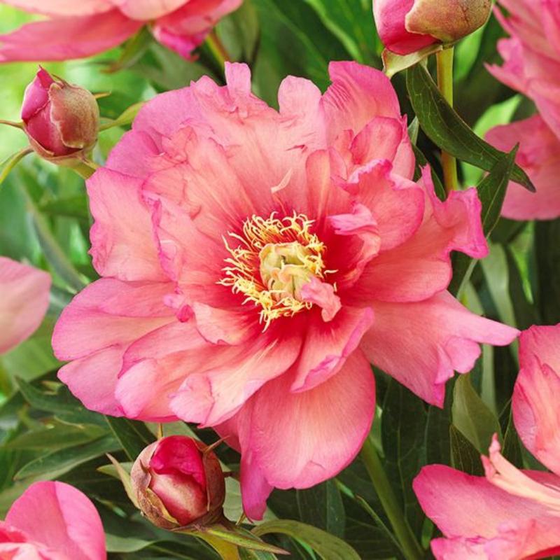 🌼Rare Peony Seeds
