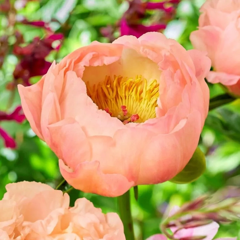 🌼Rare Peony Seeds