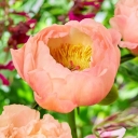 King´s Day