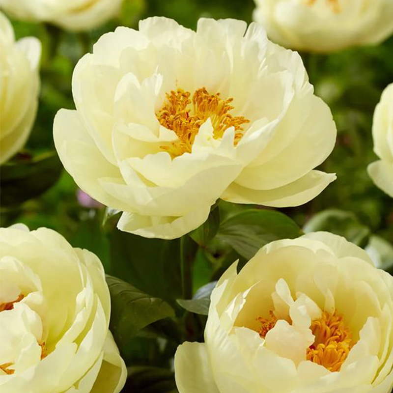 🌼Rare Peony Seeds