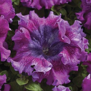  💜Superbissima Wine Red Petunia Seeds