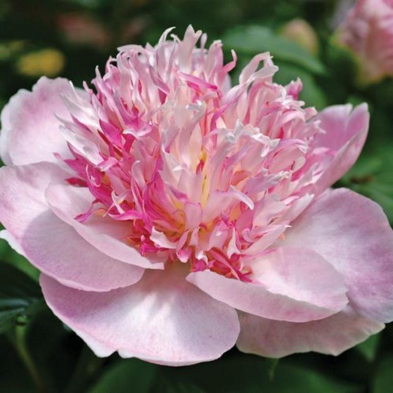 🌼Rare Peony Seeds