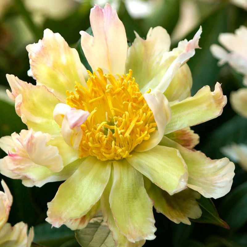 🌼Rare Peony Seeds