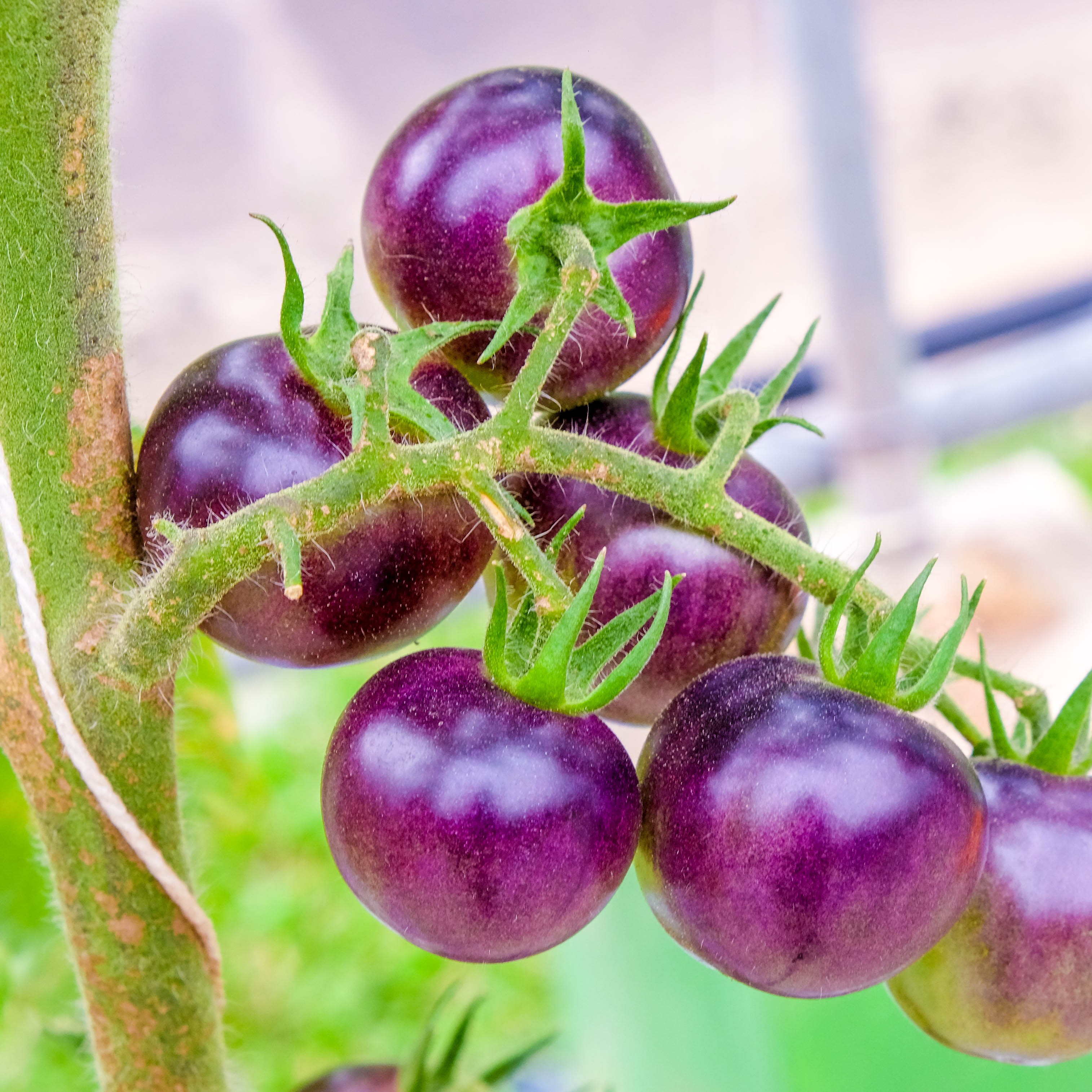 Rare Purple Galaxy Tomato Seeds