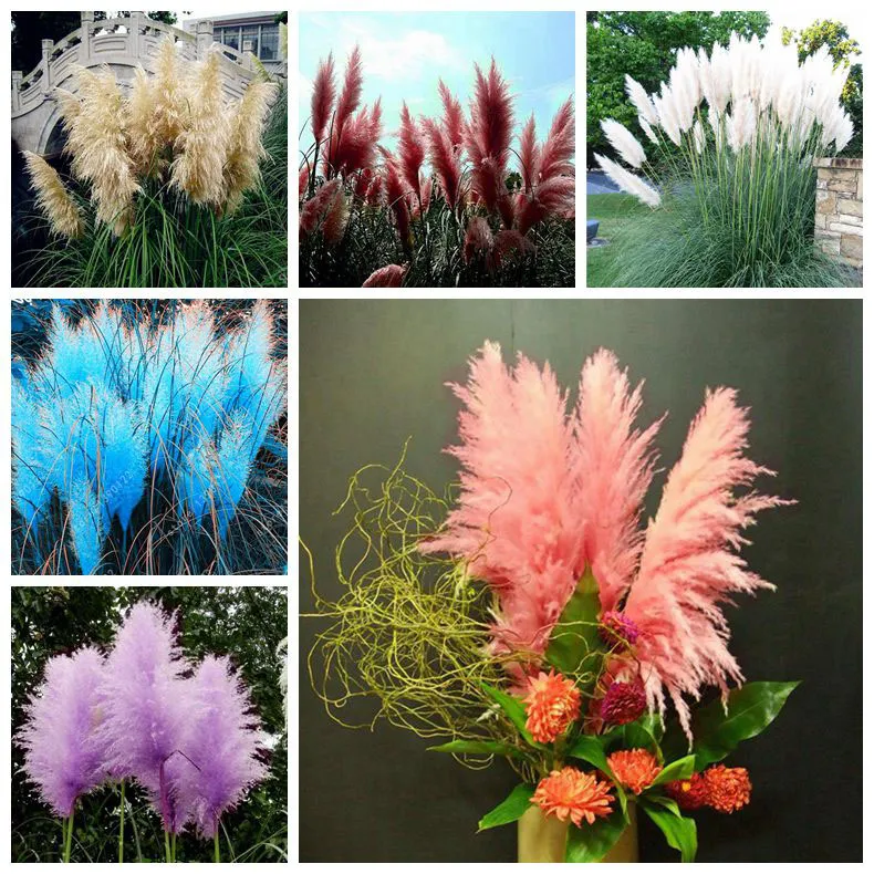 Pack of 500 Mixed Colors Pampas Grass Seeds