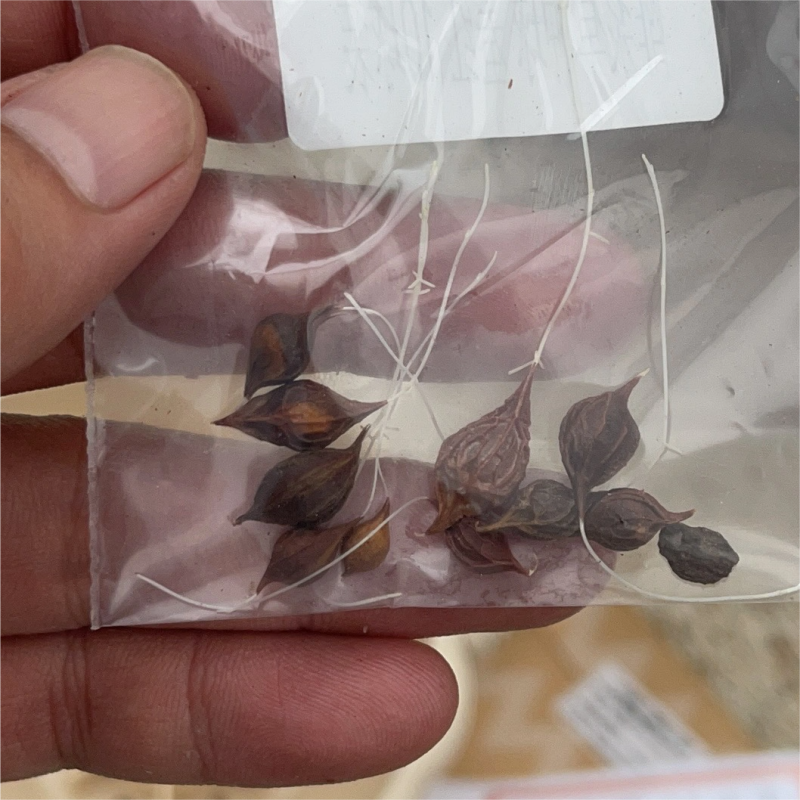 💐Oxalis Corniculata, Creeping Woodsorrel Seeds