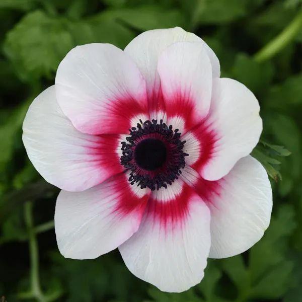 Anemone Mona Lisa Planting Guidelines