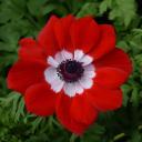 Crimson with ringed spots
