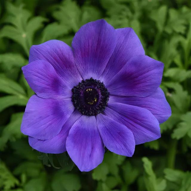 Anemone Mona Lisa Seeds