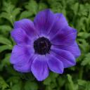 Improved deep blue