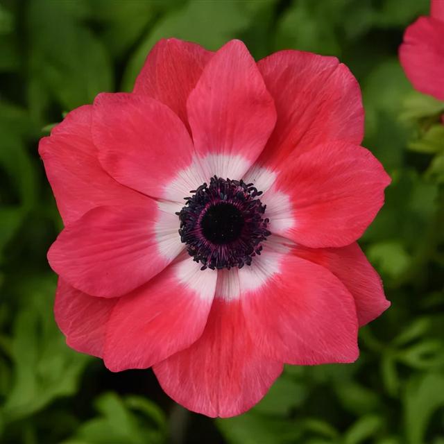 Anemone Mona Lisa Seeds