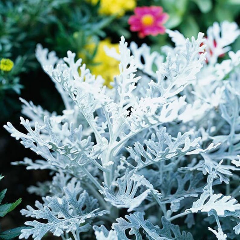 ❄️Flower - Cineraria Silver Dust