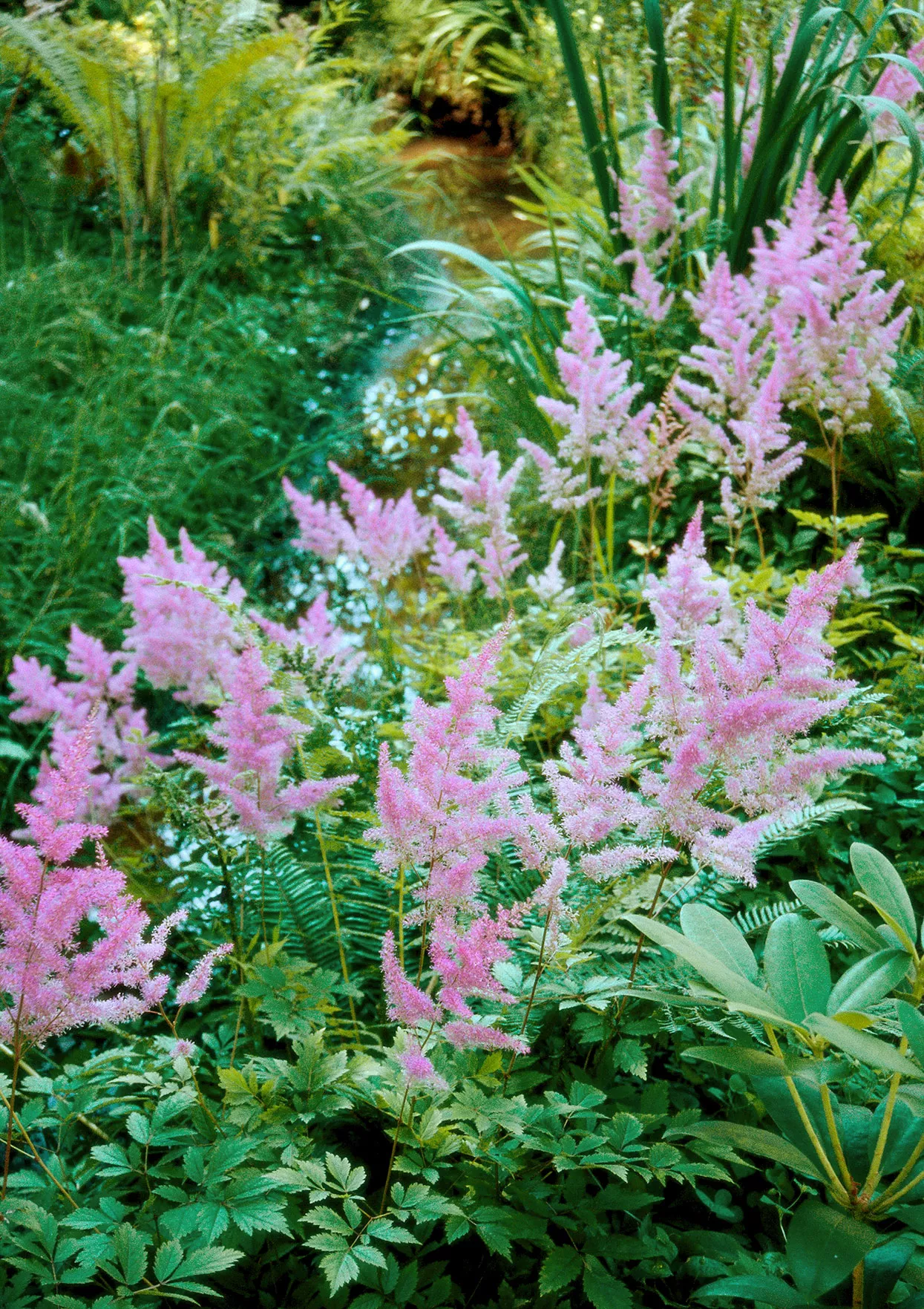 How To Plant And Grow Astilbe