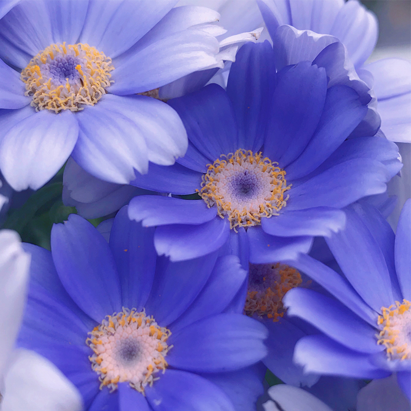 🏵️Cineraria Fresh Seeds,Organic seeds, Non GMO