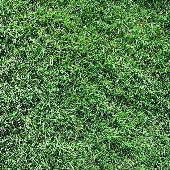 Bermuda Grass Seeds