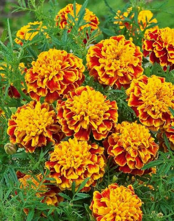 Marigold Seeds-Easily Mixed Colors for All Seasons