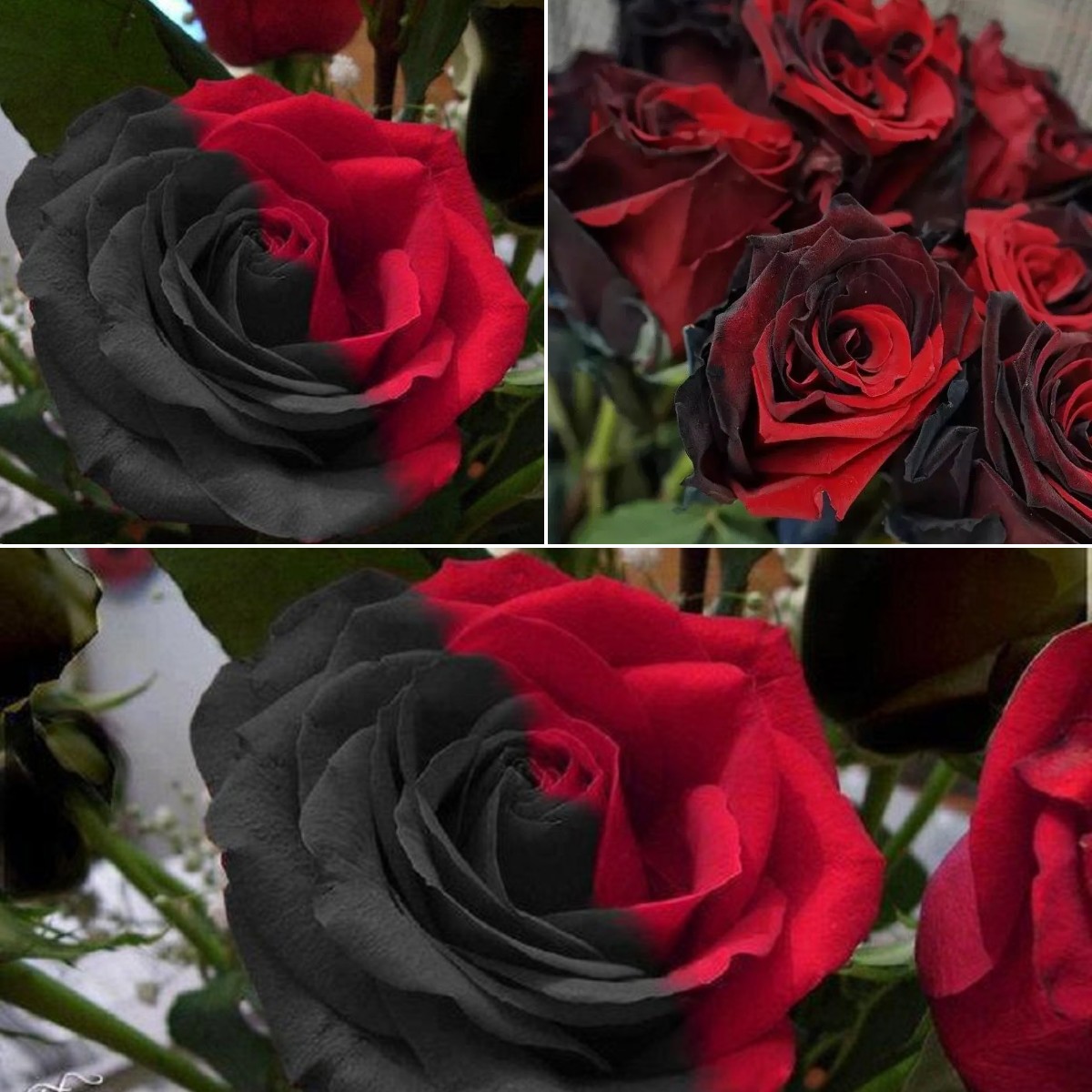 Twin Red Black Rose Seeds