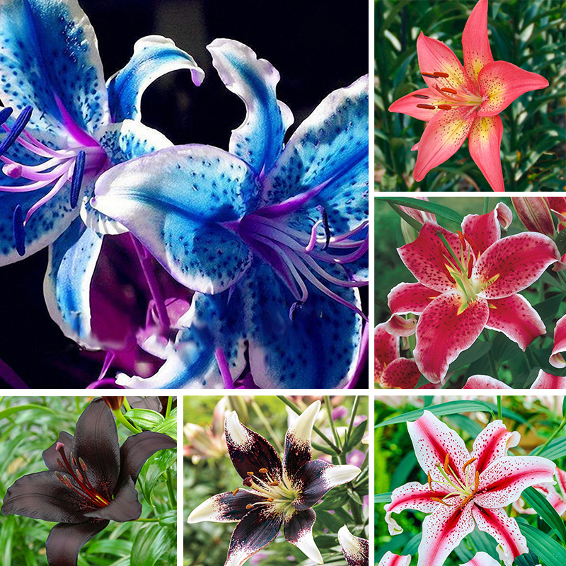 Rare Lily Seeds