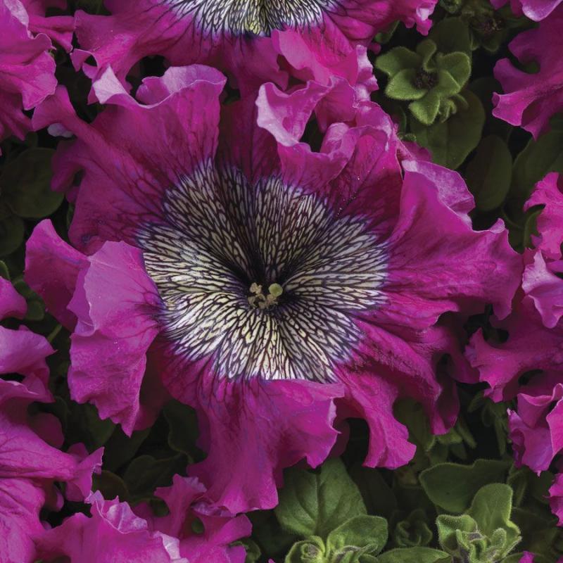 💜Superbissima Wine Red Petunia Seeds