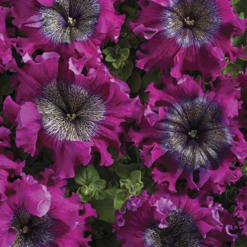  💜Superbissima Wine Red Petunia Seeds