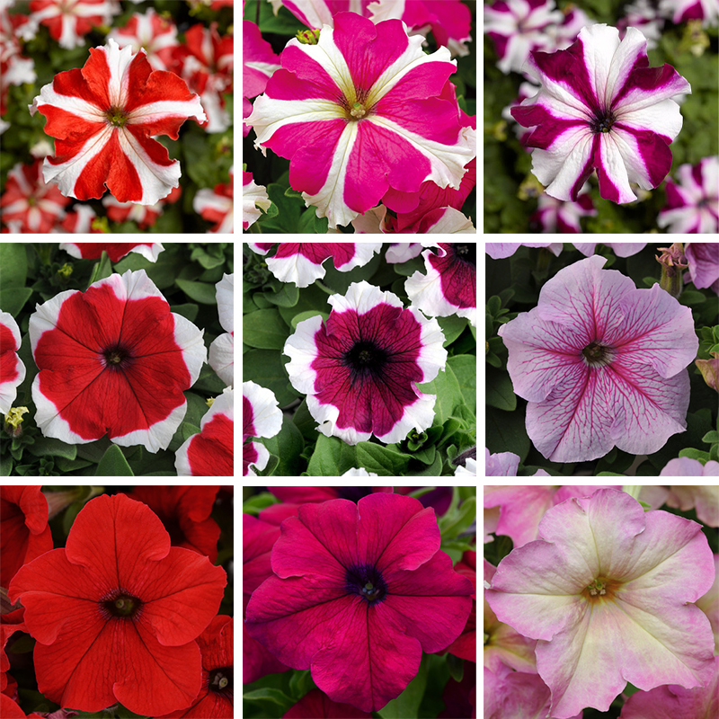 🌺Flower -Petunia Hybrida Seeds