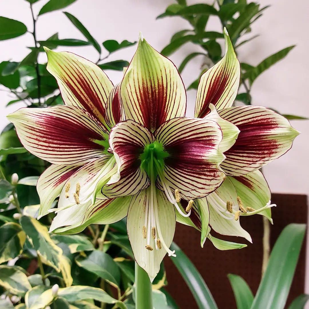 Rare Amaryllis Bulbs