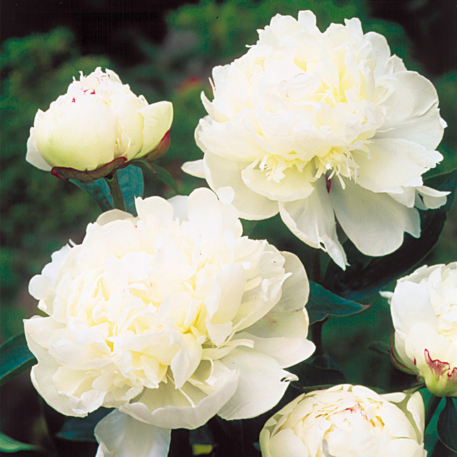 Peonies Double Collection