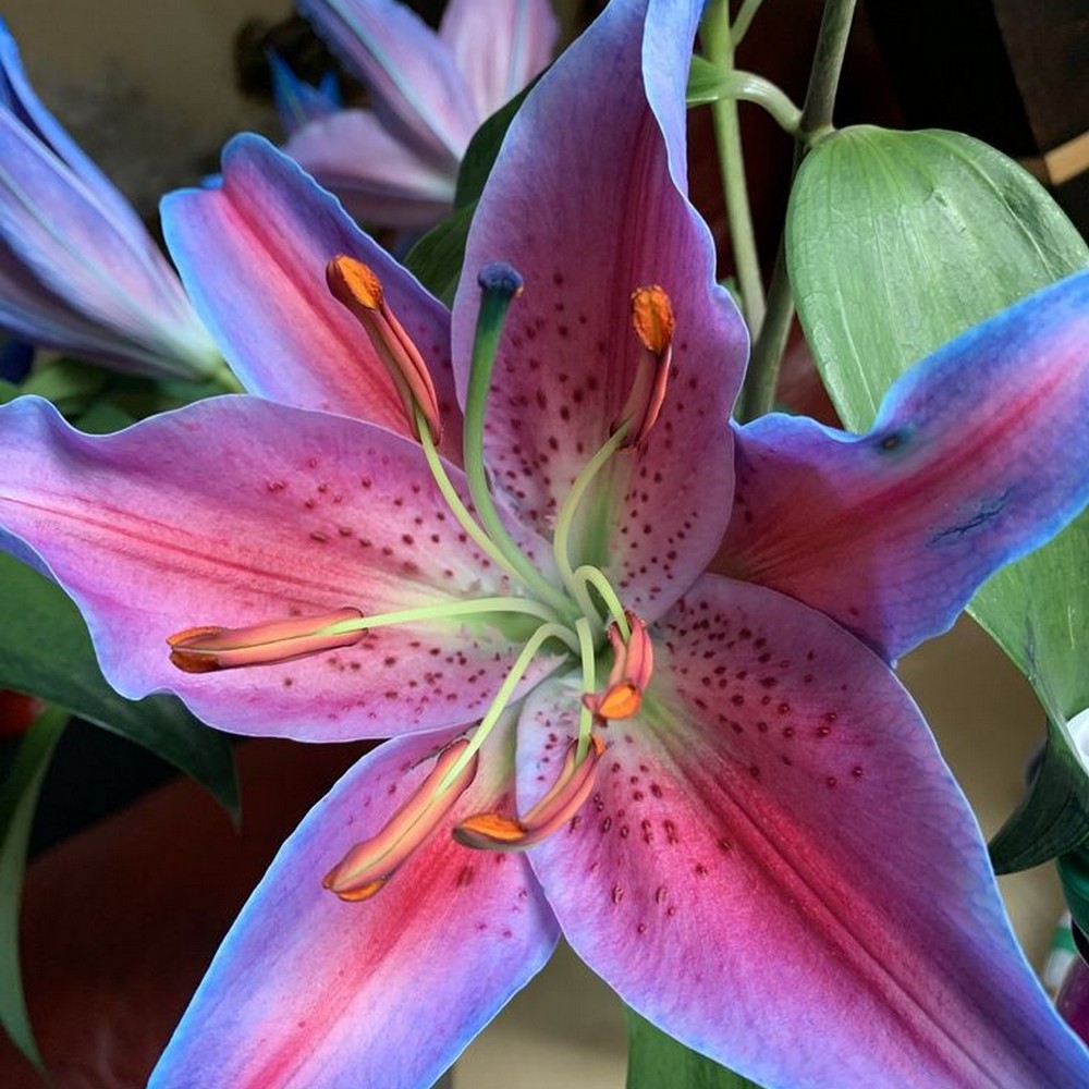 Mixed Rare Color Lily Seeds