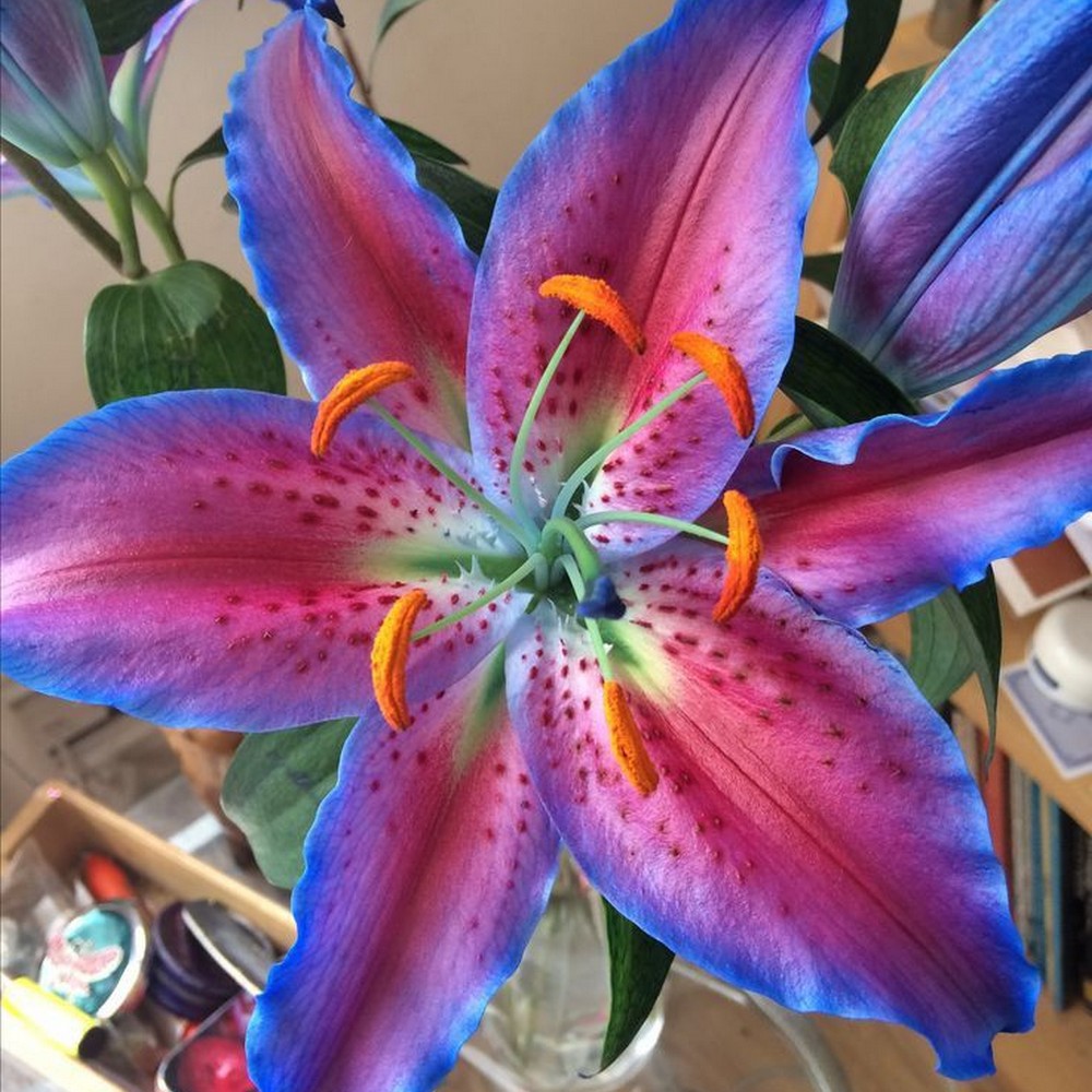 Mixed Rare Color Lily Seeds