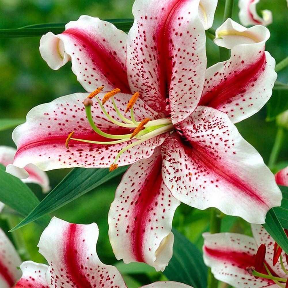 Mixed Rare Color Lily Seeds
