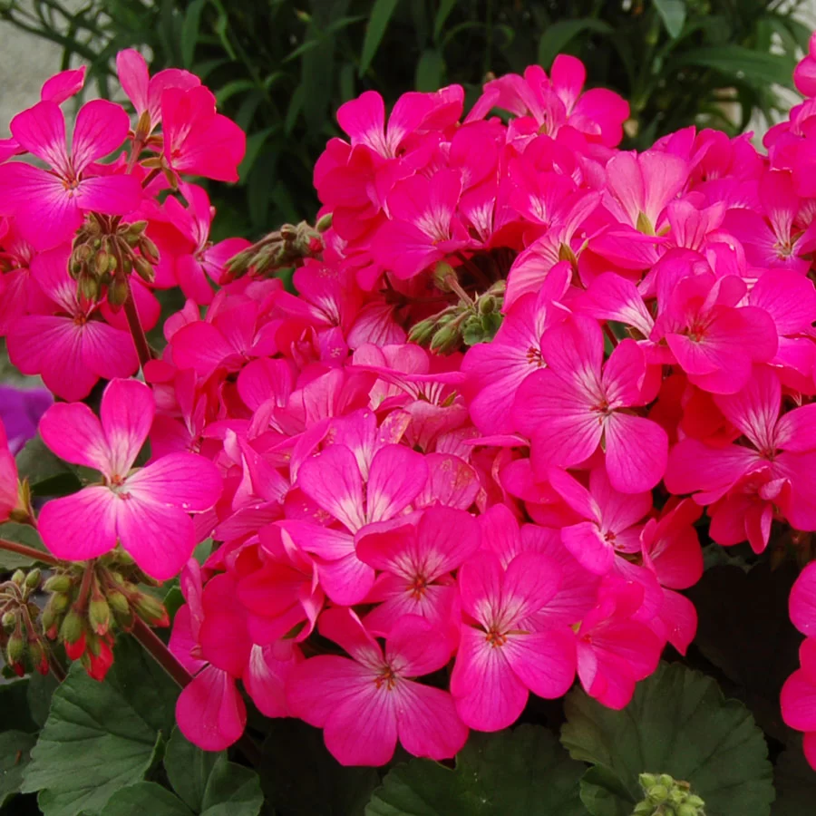 Angel Pelargonium 'Imperial Butterfly'