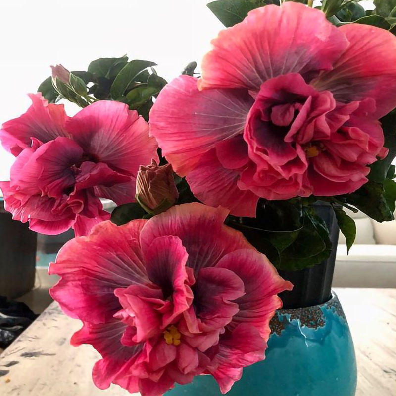 Giant bicolor hibiscus seeds